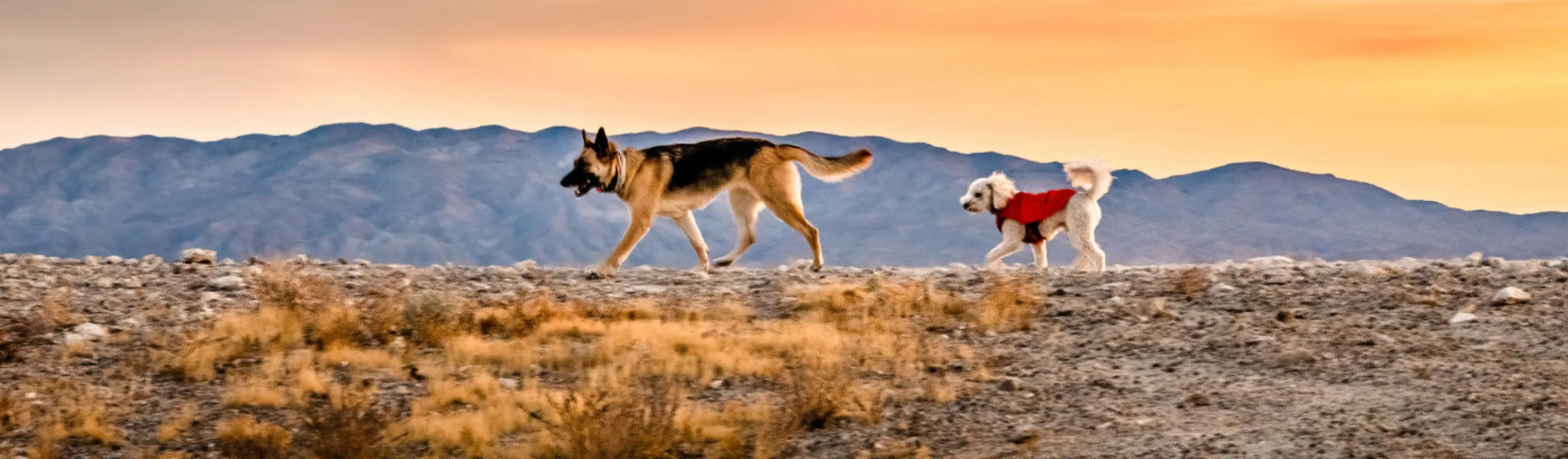 Two dogs walking on the desert